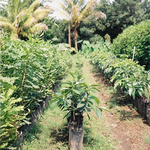 Antigua & Its Surroundings 2