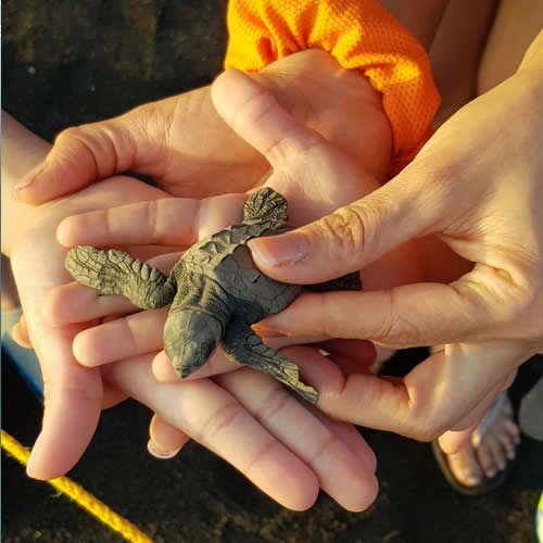 Wildlife of Guatemala 1