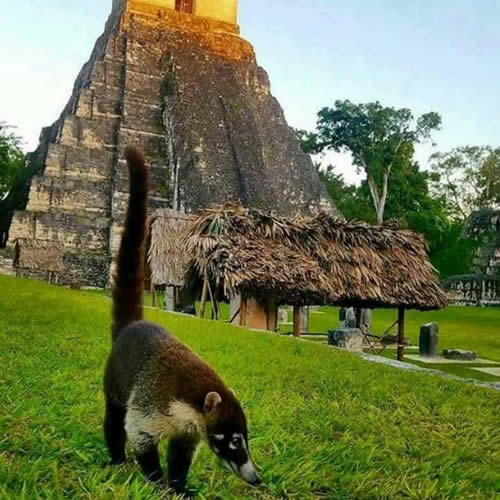 Wildlife of Guatemala 2