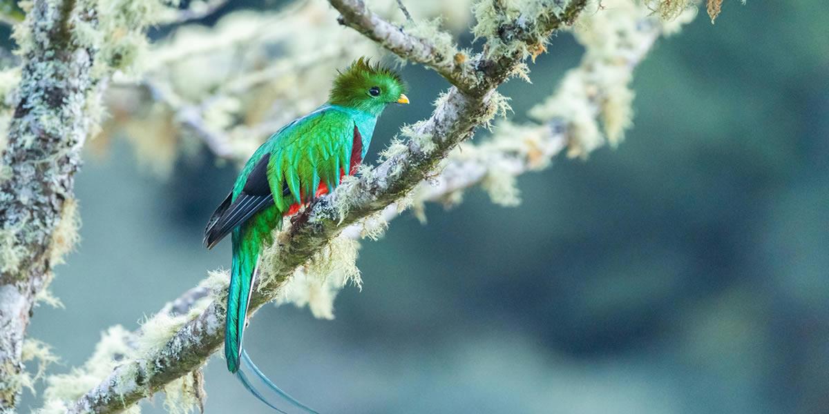 Wildlife of Guatemala Banner